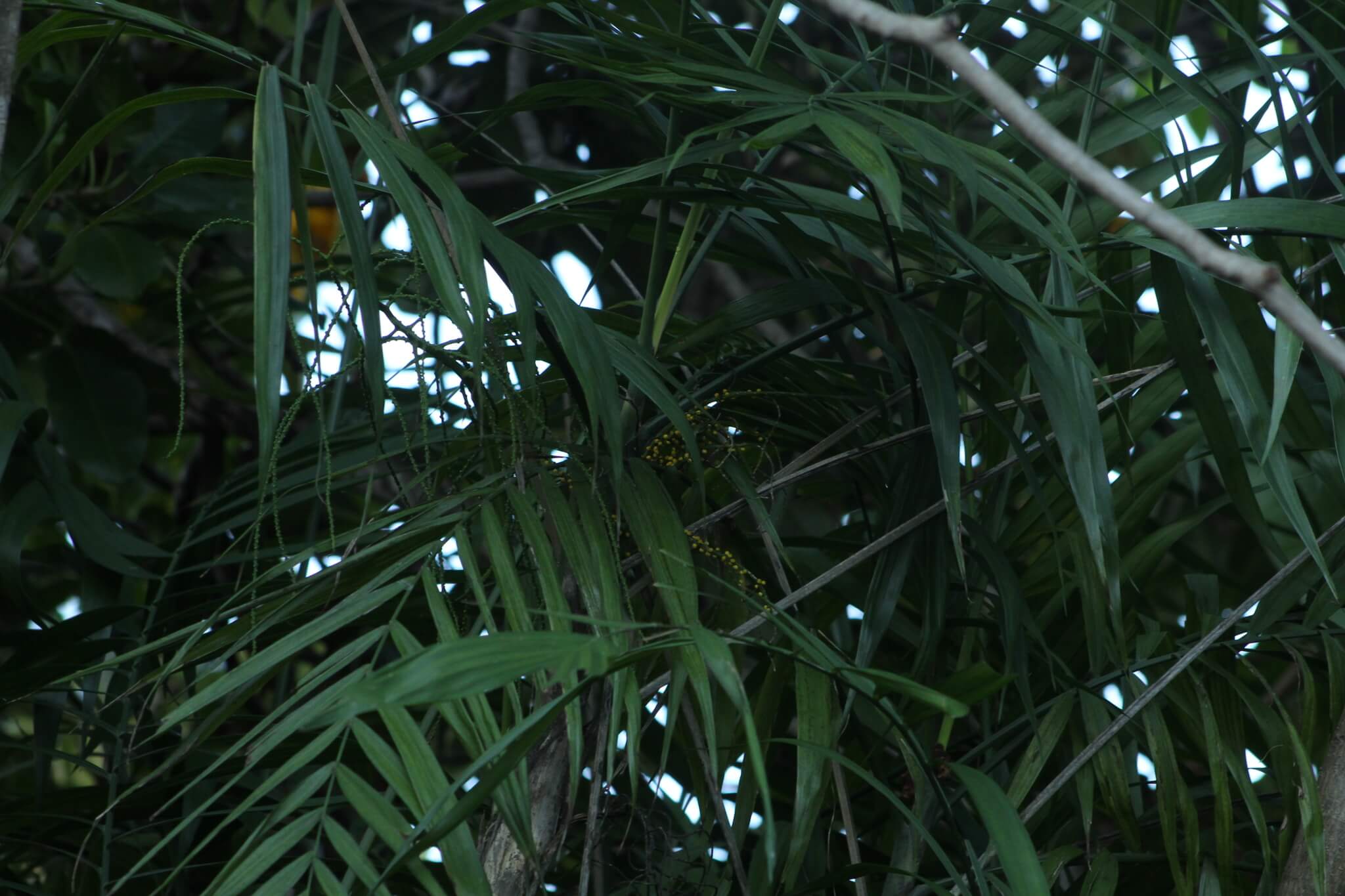 Chamaedorea elegans